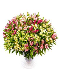 альстромерии